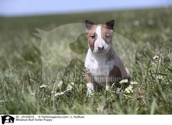 Miniature Bullterrier Welpe / Miniature Bull Terrier Puppy / JH-30619