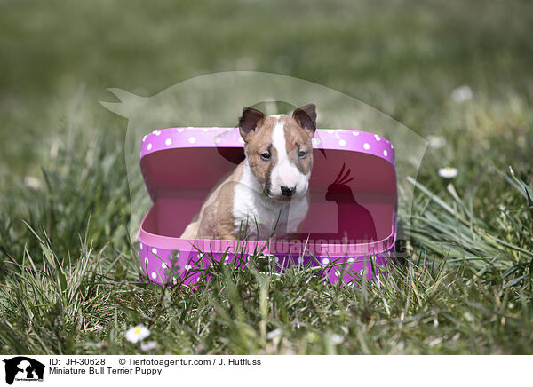 Miniature Bullterrier Welpe / Miniature Bull Terrier Puppy / JH-30628