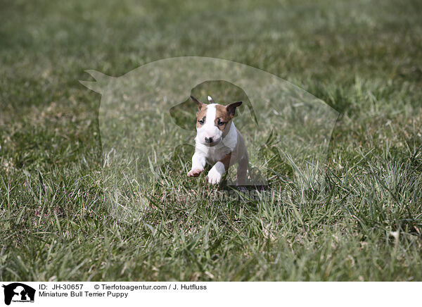 Miniature Bullterrier Welpe / Miniature Bull Terrier Puppy / JH-30657