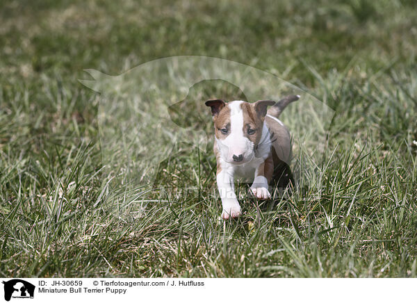 Miniature Bullterrier Welpe / Miniature Bull Terrier Puppy / JH-30659