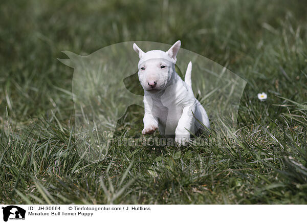Miniature Bullterrier Welpe / Miniature Bull Terrier Puppy / JH-30664
