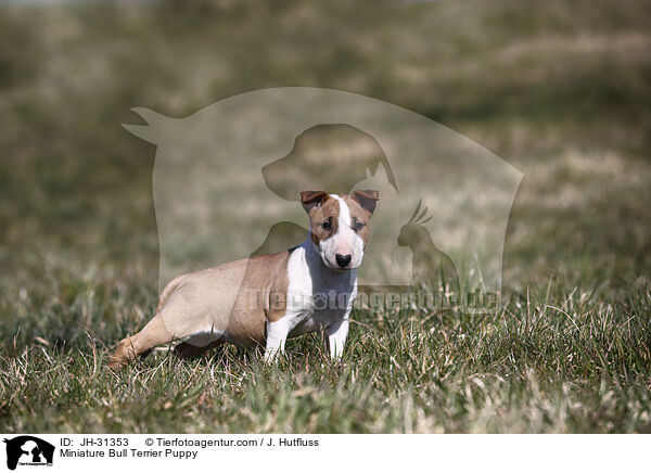 Miniature Bullterrier Welpe / Miniature Bull Terrier Puppy / JH-31353