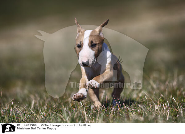 Miniature Bullterrier Welpe / Miniature Bull Terrier Puppy / JH-31388