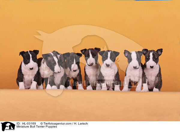 Miniatur Bullterrier Welpen / Miniature Bull Terrier Puppies / HL-03169