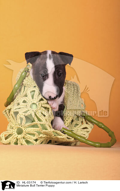 Miniatur Bullterrier Welpe / Miniature Bull Terrier Puppy / HL-03174
