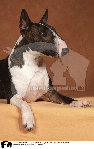 Miniatur Bullterrier Hndin / female Miniature Bull Terrier / HL-03180