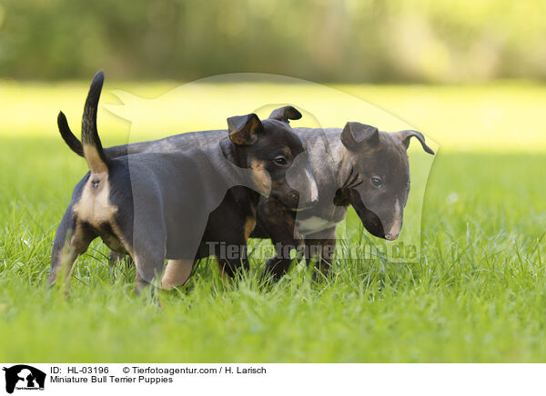 Miniatur Bullterrier Welpen / Miniature Bull Terrier Puppies / HL-03196