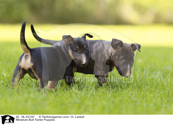 Miniatur Bullterrier Welpen / Miniature Bull Terrier Puppies / HL-03197