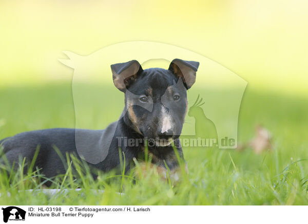Miniatur Bullterrier Welpe / Miniature Bull Terrier Puppy / HL-03198