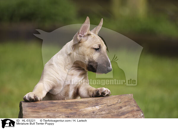 Miniatur Bullterrier Welpe / Miniature Bull Terrier Puppy / HL-03221