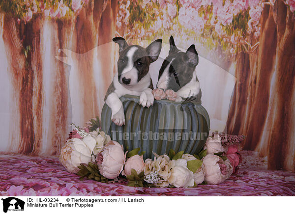 Miniature Bull Terrier Puppies / HL-03234