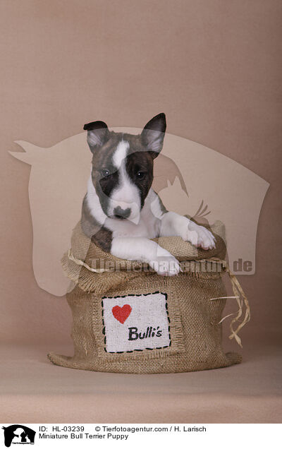 Miniatur Bullterrier Welpe / Miniature Bull Terrier Puppy / HL-03239