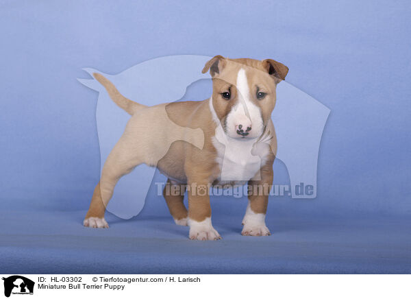 Miniatur Bullterrier Welpe / Miniature Bull Terrier Puppy / HL-03302
