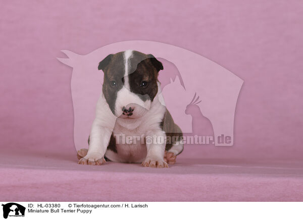 Miniatur Bullterrier Welpe / Miniature Bull Terrier Puppy / HL-03380