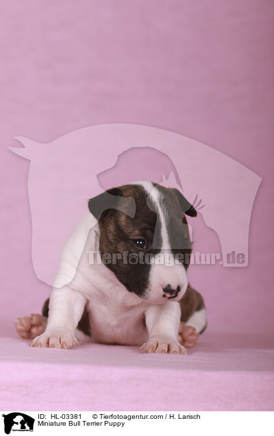 Miniatur Bullterrier Welpe / Miniature Bull Terrier Puppy / HL-03381
