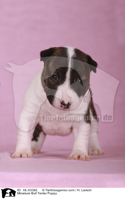 Miniature Bull Terrier Puppy / HL-03382