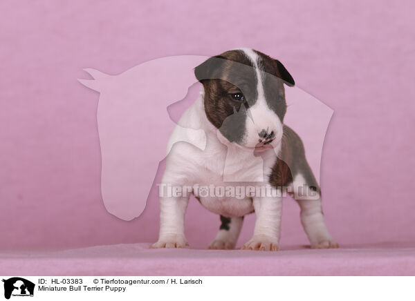 Miniatur Bullterrier Welpe / Miniature Bull Terrier Puppy / HL-03383