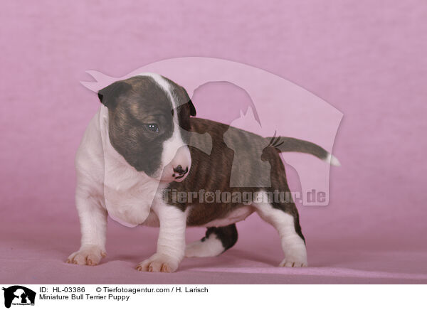 Miniatur Bullterrier Welpe / Miniature Bull Terrier Puppy / HL-03386