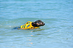 swimming Miniature Bullterrier