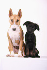 Miniature Bull Terrier and mongrel puppy