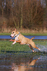 running Miniature Bull Terrier