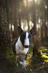 Miniature Bull Terrier