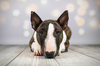 lying Miniature Bull Terrier