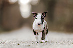 Miniature Bull Terrier