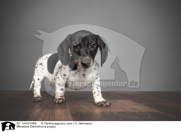 Miniature Dachshund puppy / VH-01489