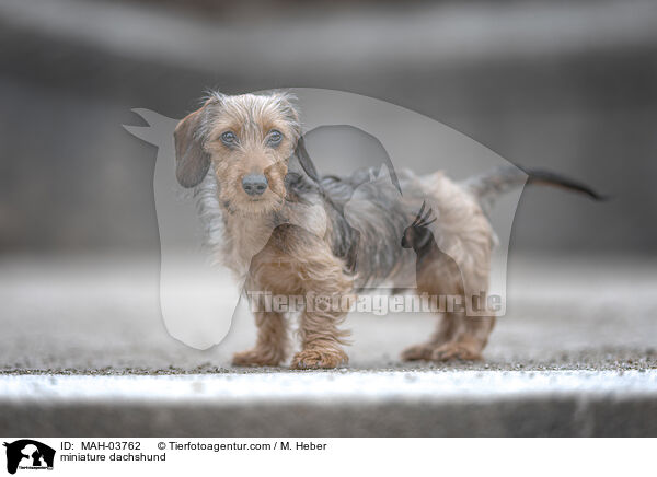 miniature dachshund / MAH-03762