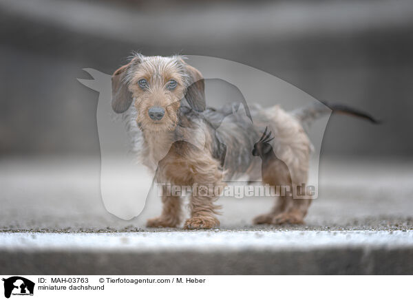 miniature dachshund / MAH-03763