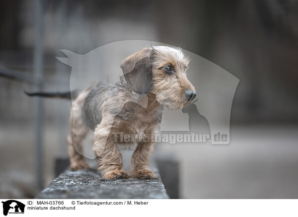 miniature dachshund / MAH-03766