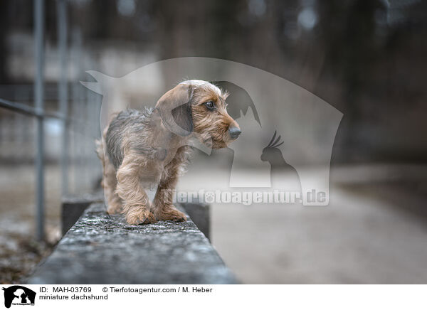 Zwergdackel / miniature dachshund / MAH-03769