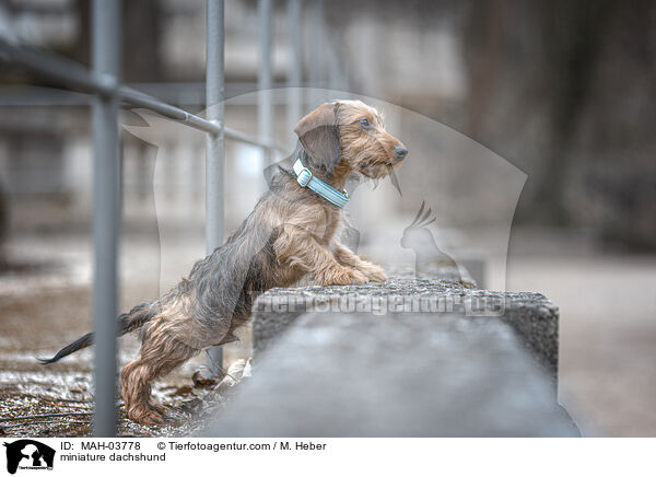Zwergdackel / miniature dachshund / MAH-03778