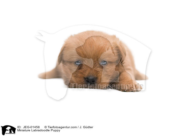 Miniature Labradoodle Puppy / JEG-01458
