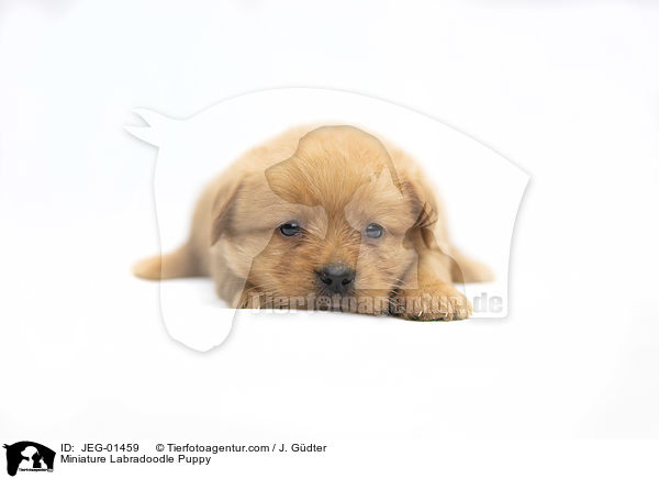 Miniature Labradoodle Puppy / JEG-01459