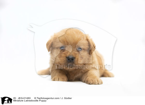 Miniature Labradoodle Puppy / JEG-01460