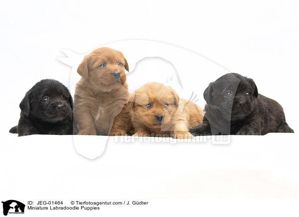 Miniature Labradoodle Puppies / JEG-01464