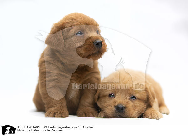 Miniature Labradoodle Puppies / JEG-01465