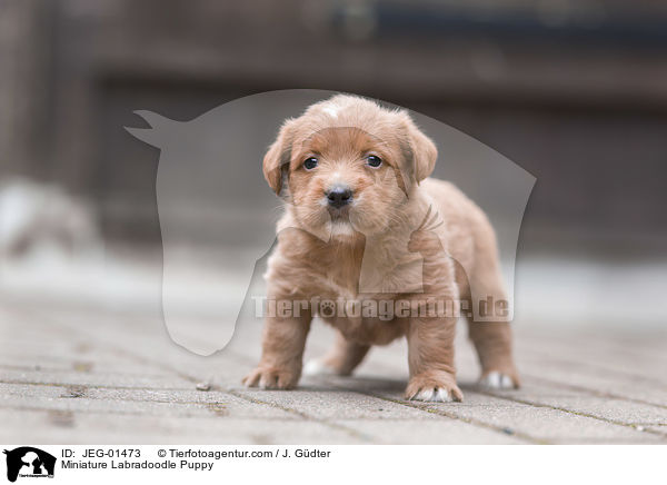 Miniature Labradoodle Puppy / JEG-01473