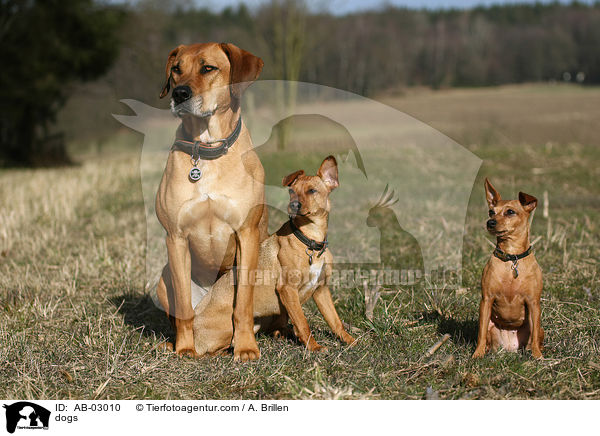 dogs / AB-03010