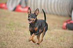 running miniature pinscher