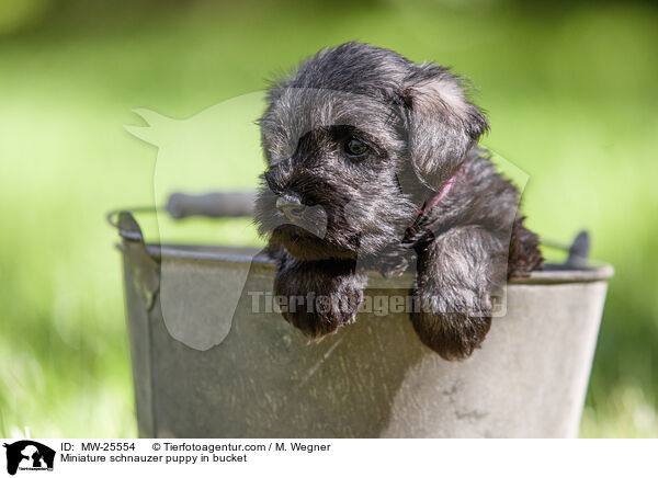 Zwergschnauzer Welpe in Eimer / Miniature schnauzer puppy in bucket / MW-25554