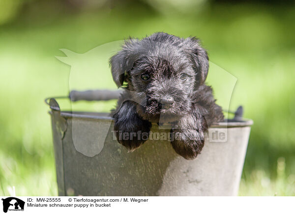 Zwergschnauzer Welpe in Eimer / Miniature schnauzer puppy in bucket / MW-25555