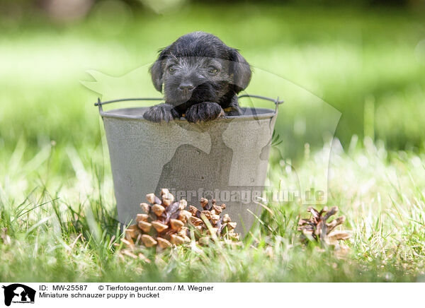 Zwergschnauzer Welpe in Eimer / Miniature schnauzer puppy in bucket / MW-25587