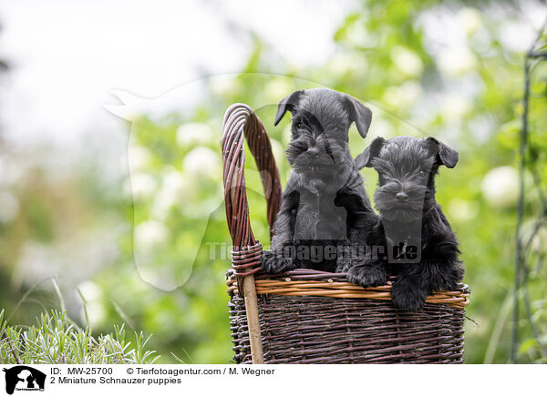 2 Miniature Schnauzer puppies / MW-25700