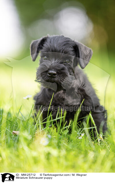 Miniature Schnauzer puppy / MW-25712