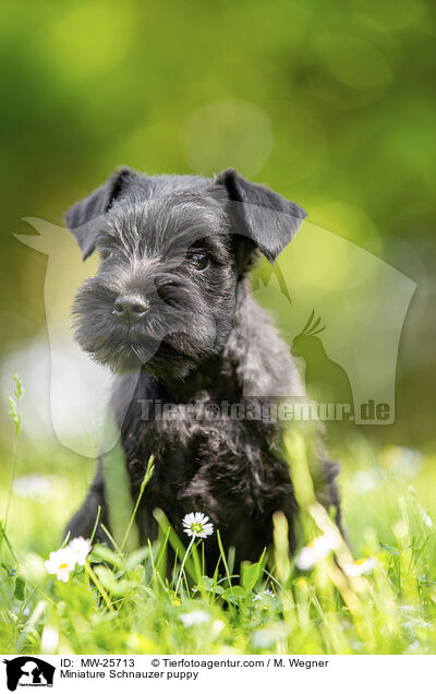Miniature Schnauzer puppy / MW-25713