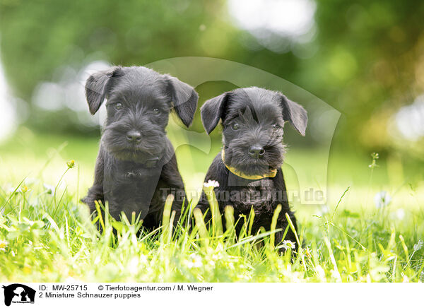 2 Miniature Schnauzer puppies / MW-25715