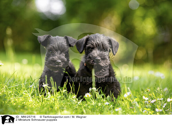 2 Miniature Schnauzer puppies / MW-25716